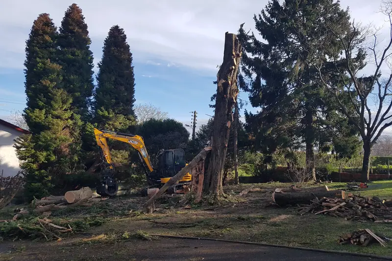 Démontage d’un arbre par tronçons retenus à la corde