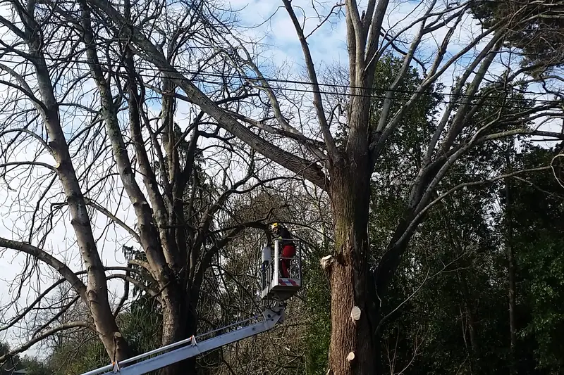 Démontage d’un arbre par tronçons retenus à la corde
